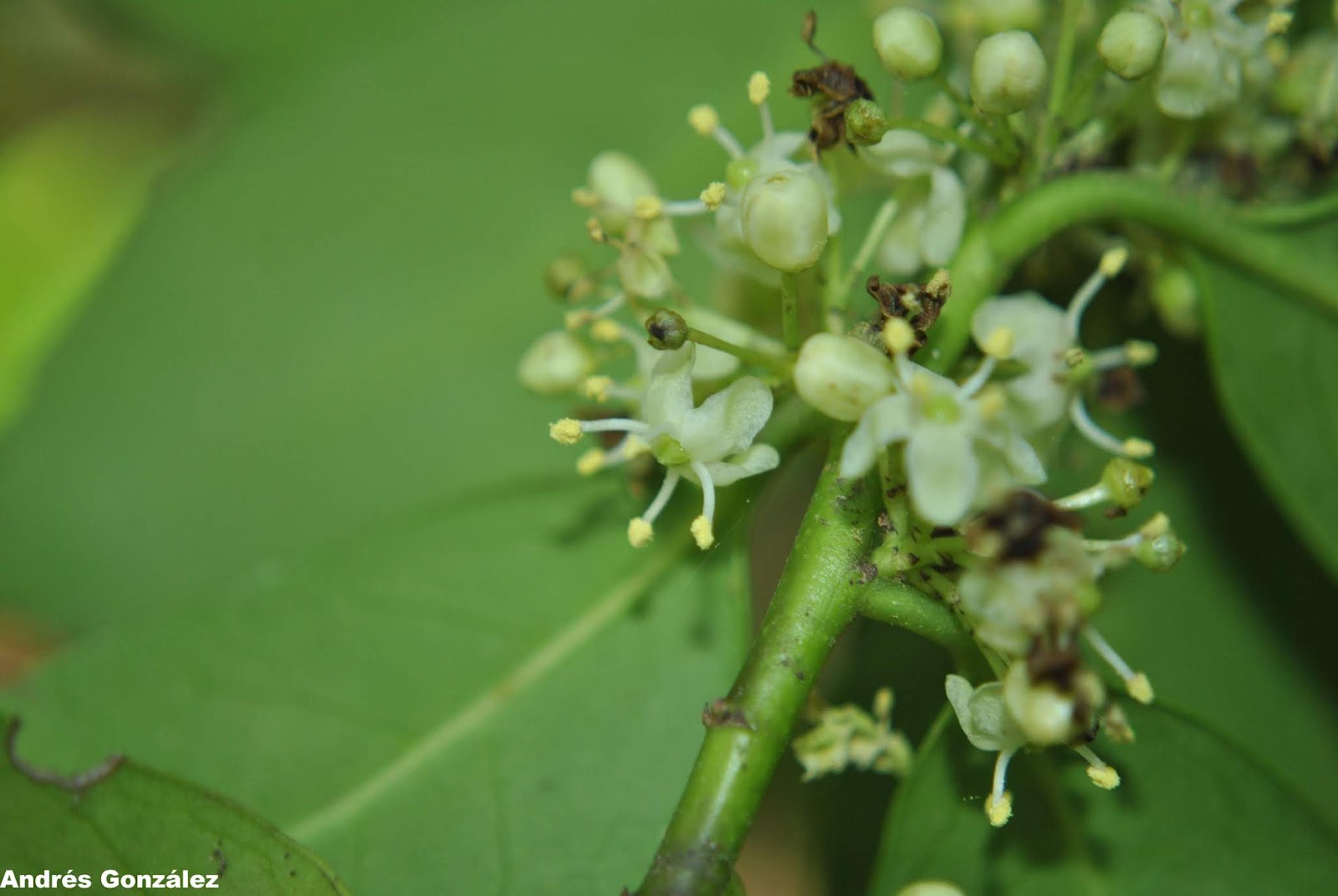 Ilex paraguariensis