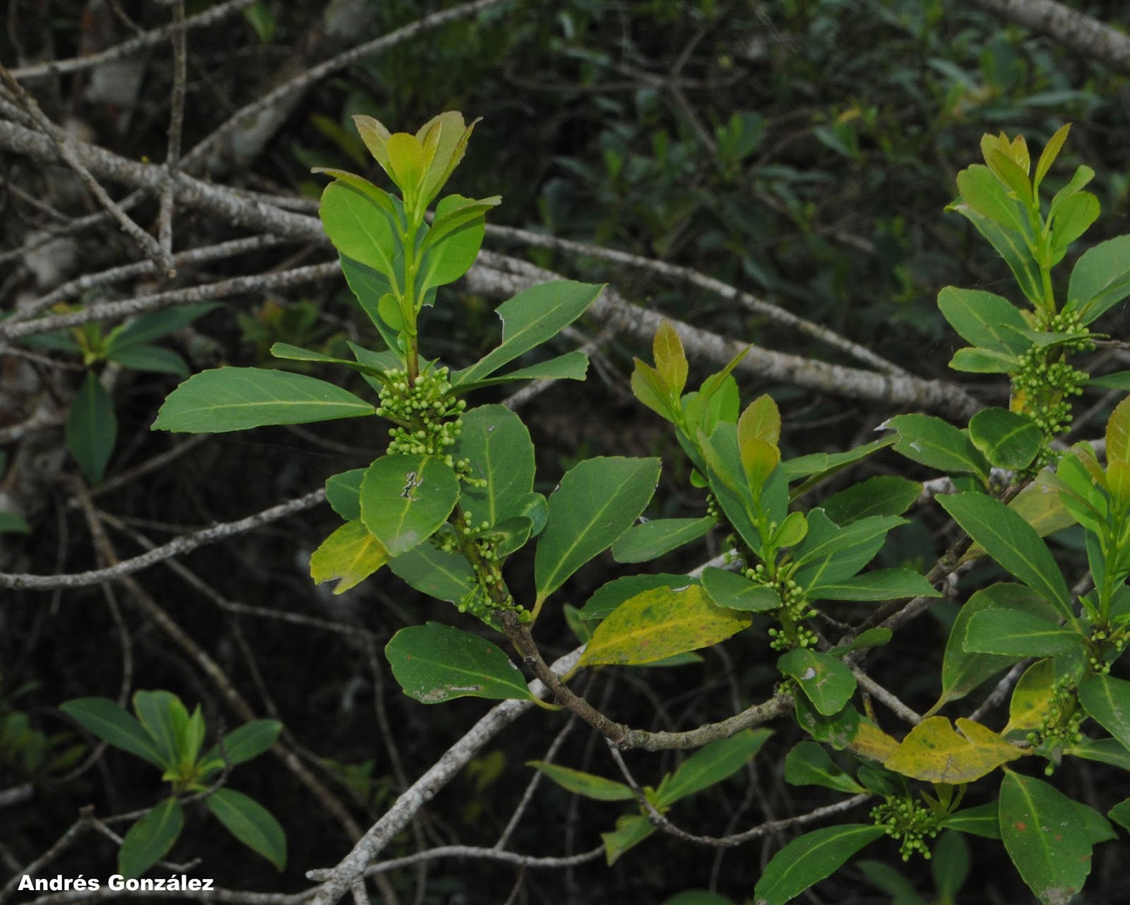 Ilex paraguariensis