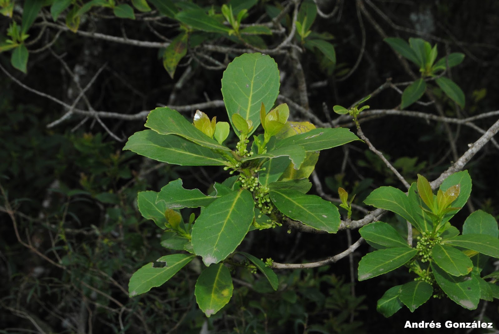 Ilex paraguariensis