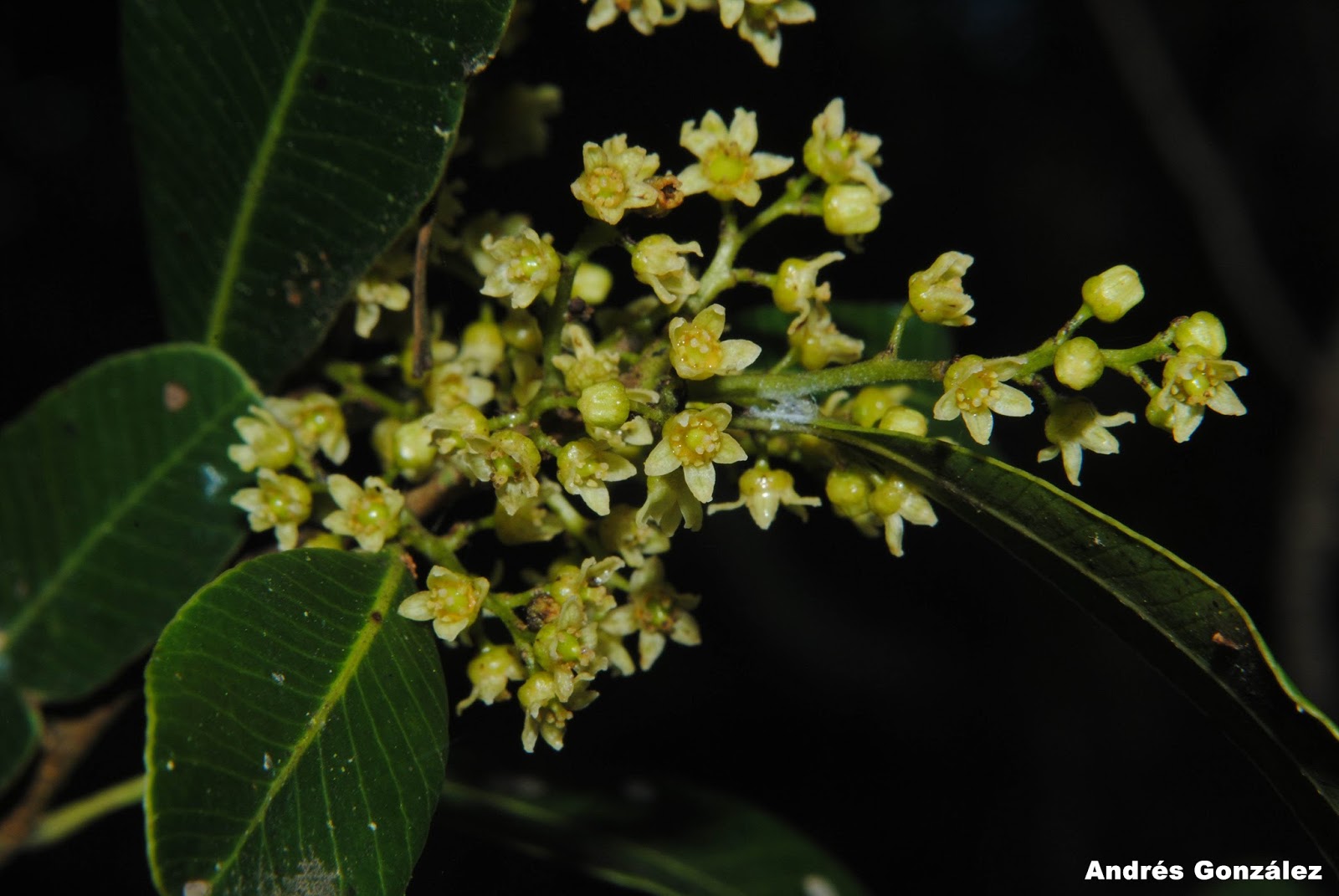 Lithraea brasiliensis