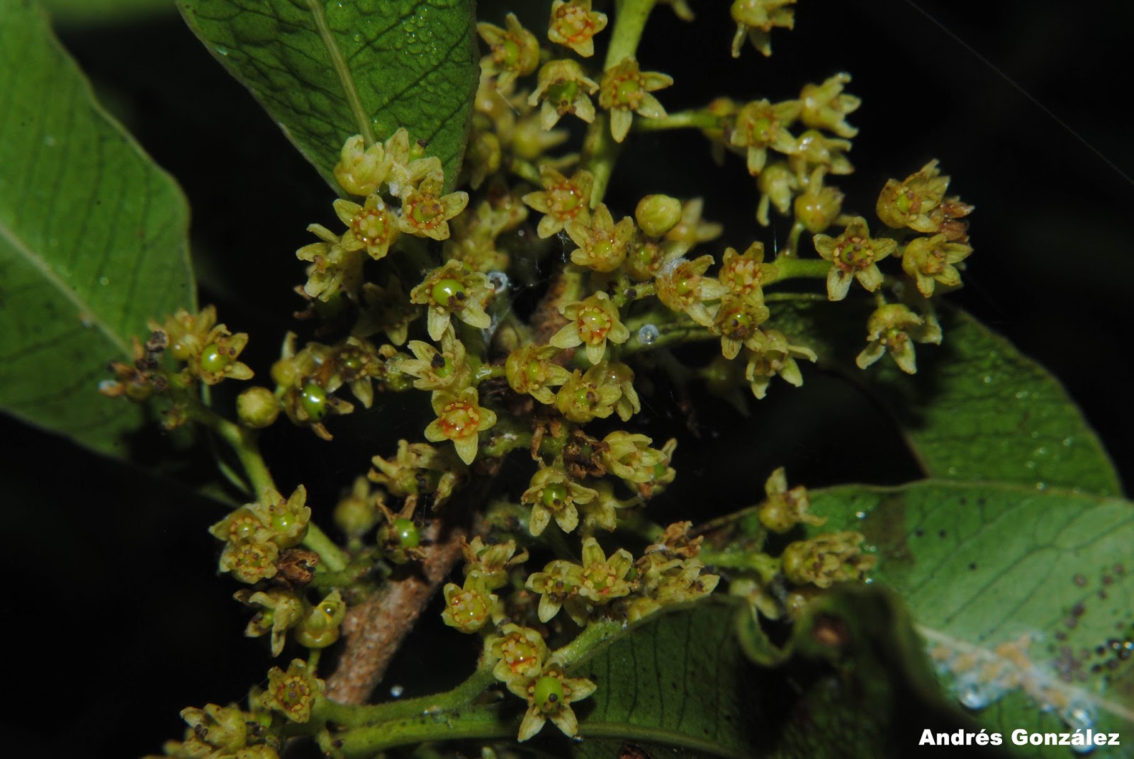 Lithraea brasiliensis