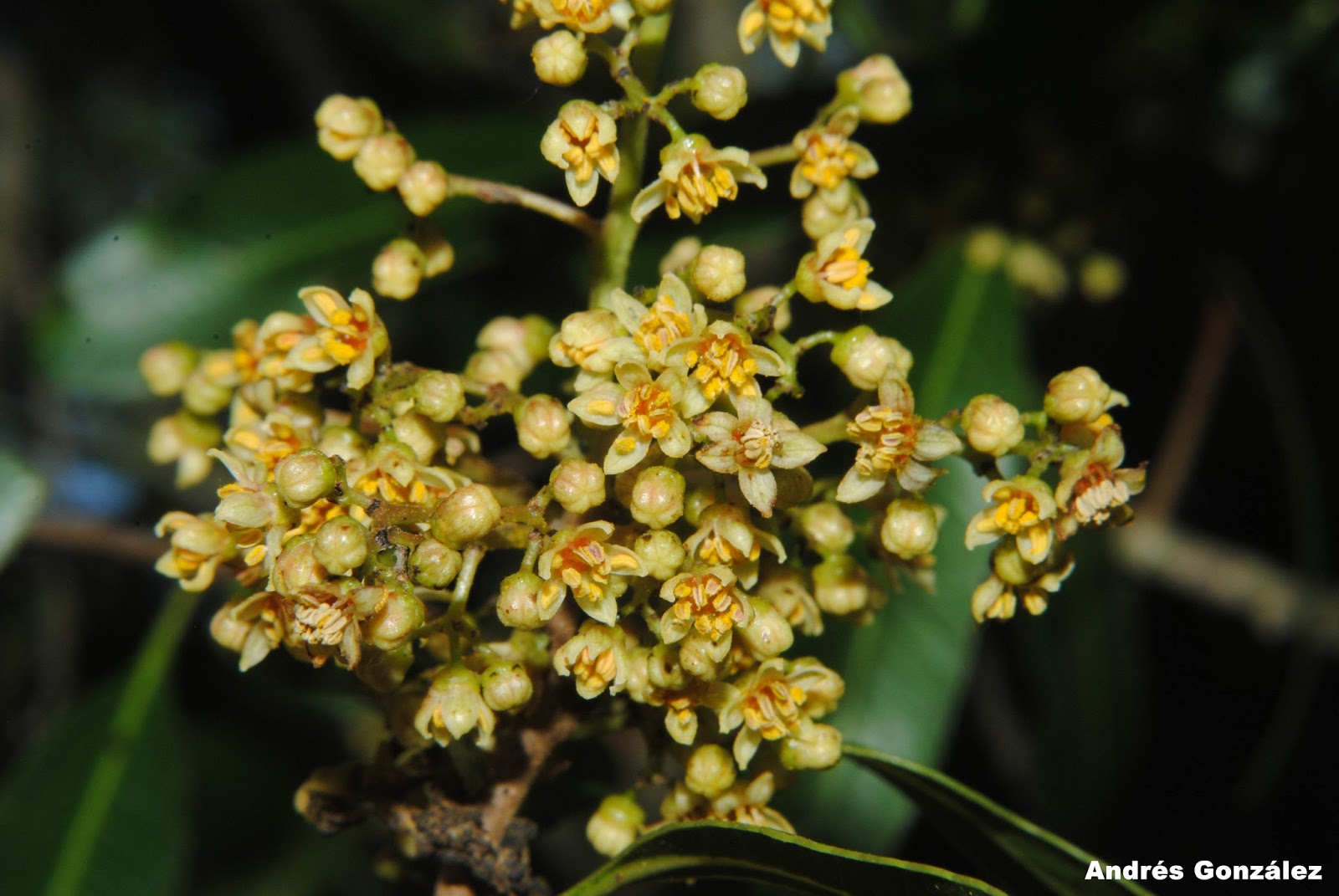 Lithraea brasiliensis