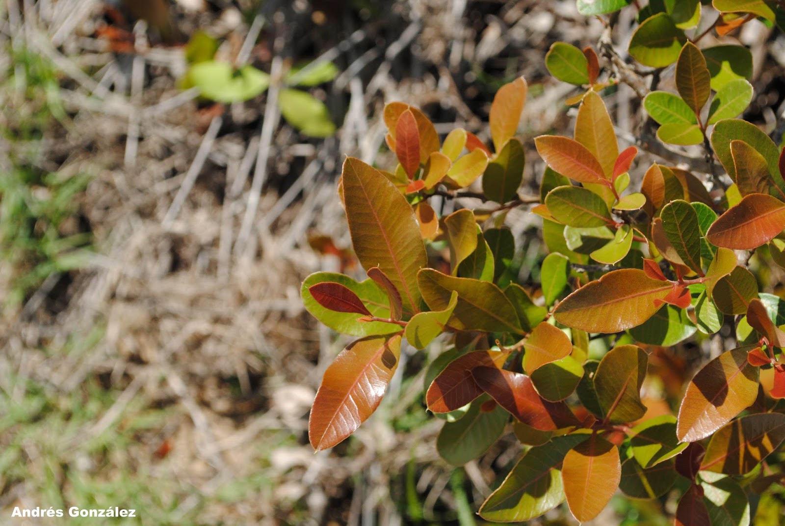 Lithraea brasiliensis