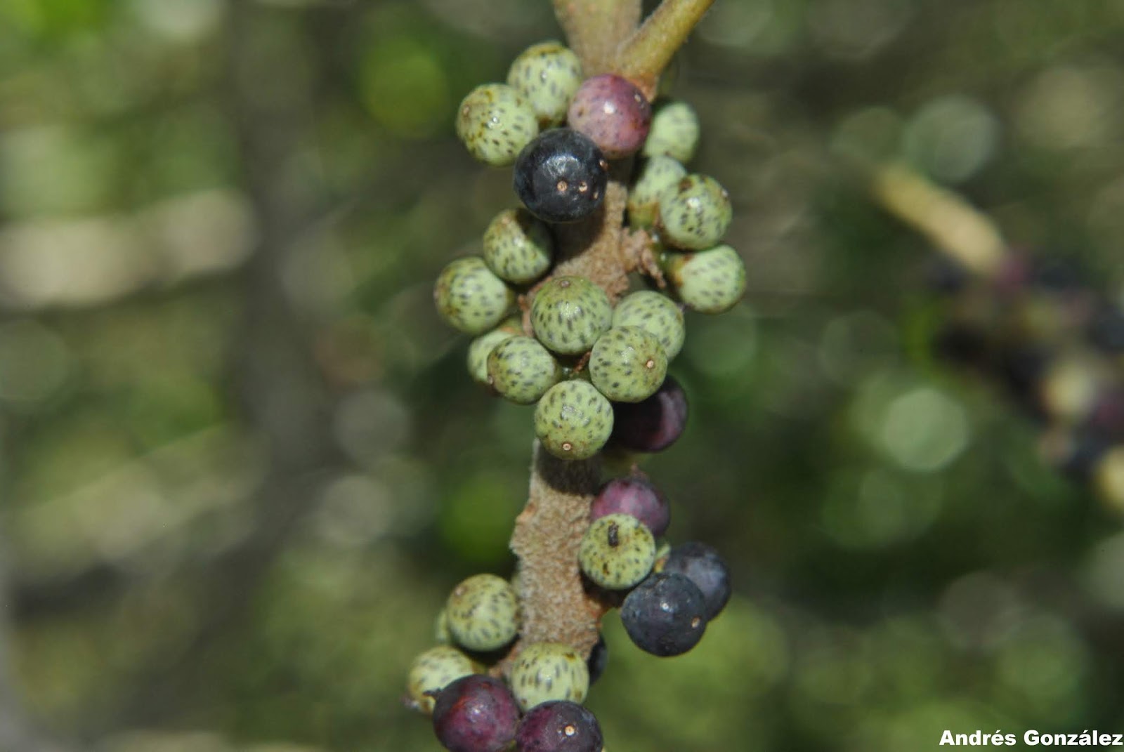 Myrsine coriacea | Ministerio de Ganadería, Agricultura y Pesca