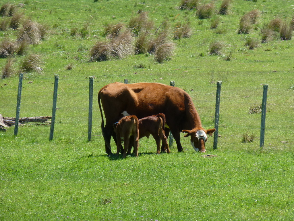 Vaca con 2 terneros sobre campo natural