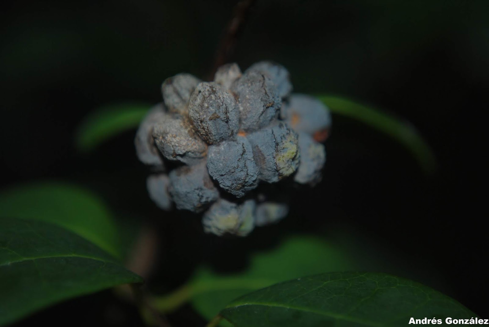 Annona maritima