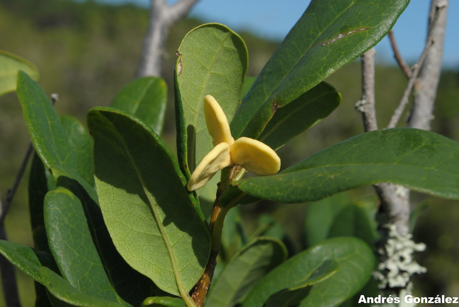 Annona maritima