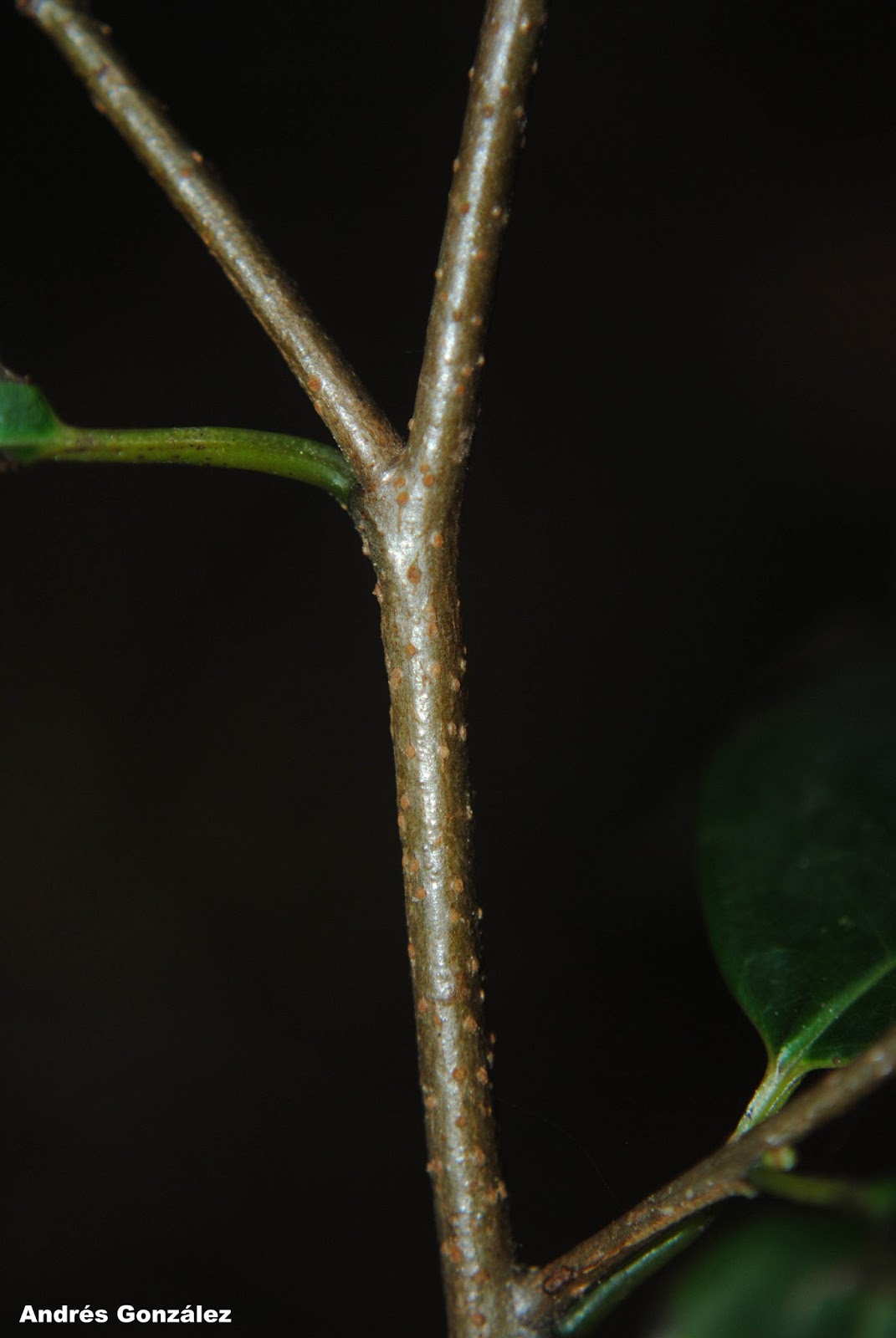 Annona maritima