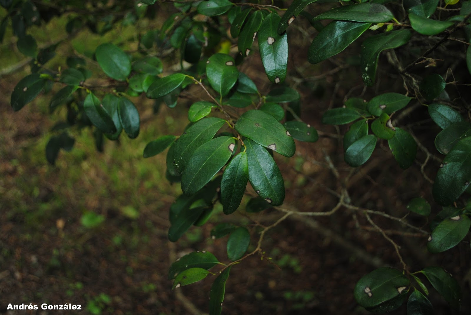 Annona maritima