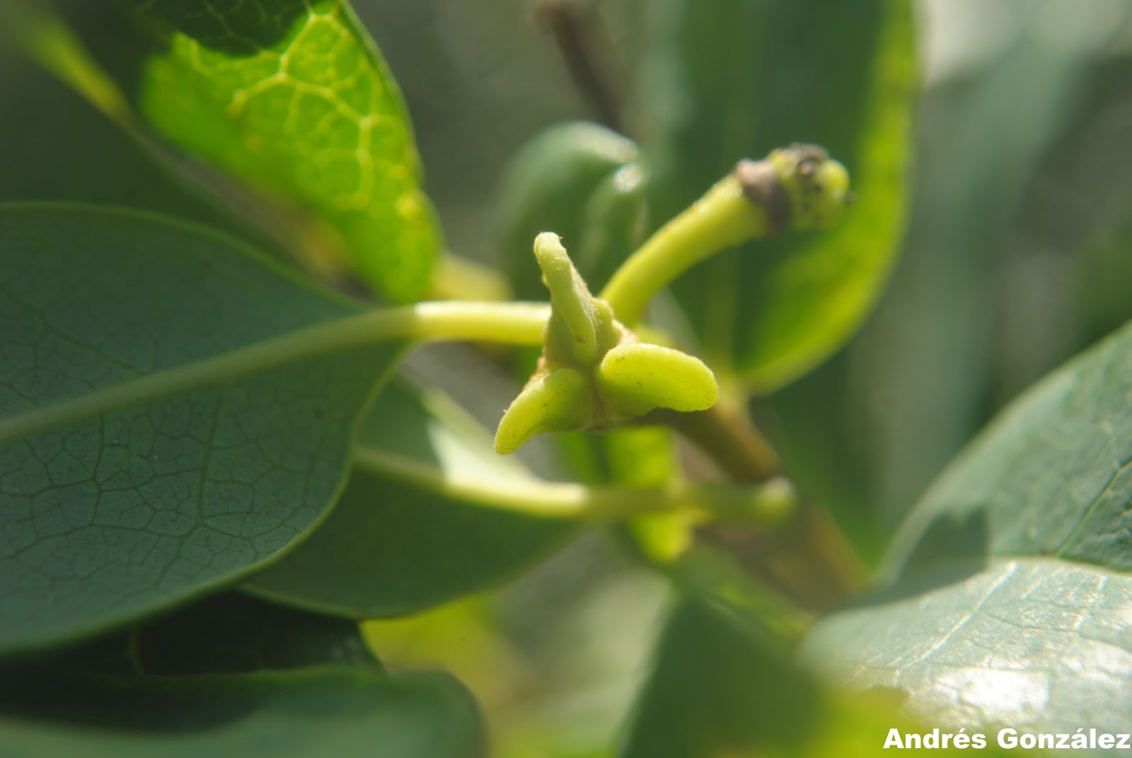 Annona maritima