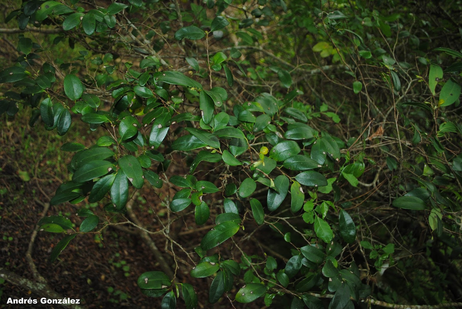 Annona maritima