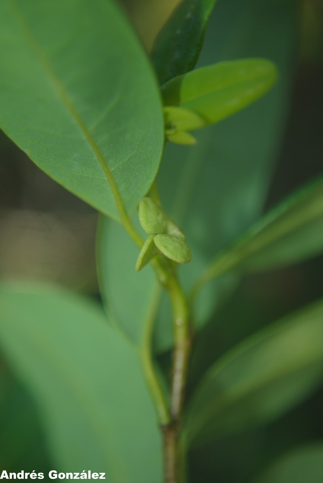 Annona maritima