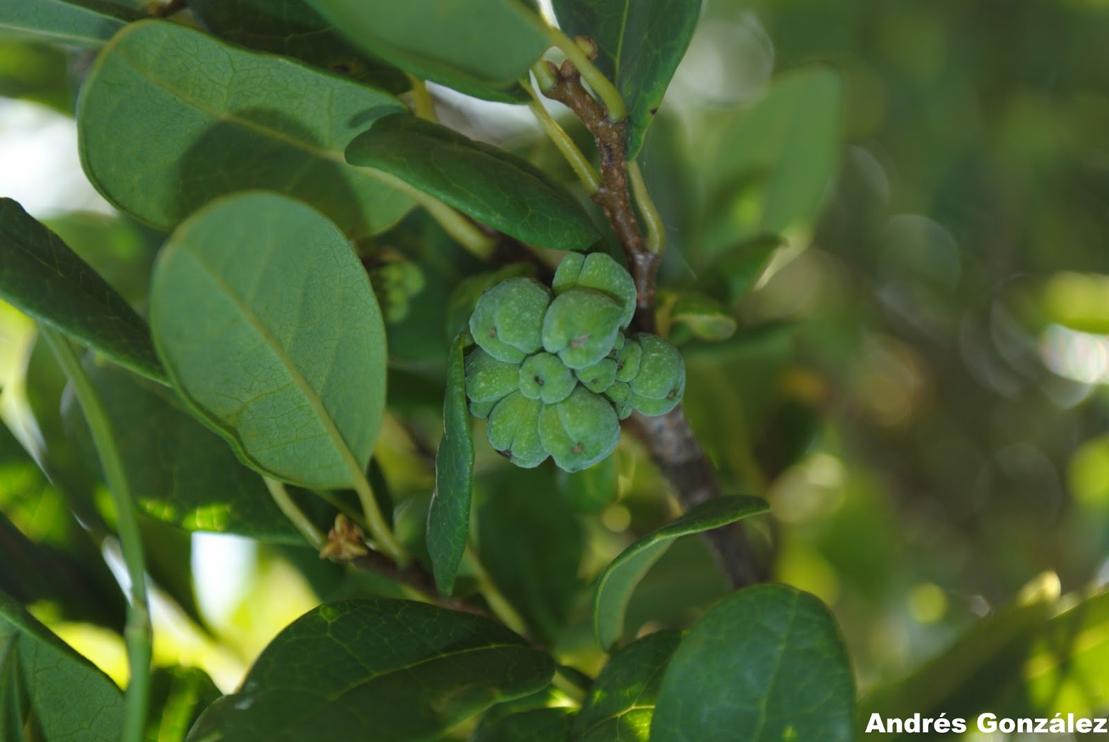 Annona maritima