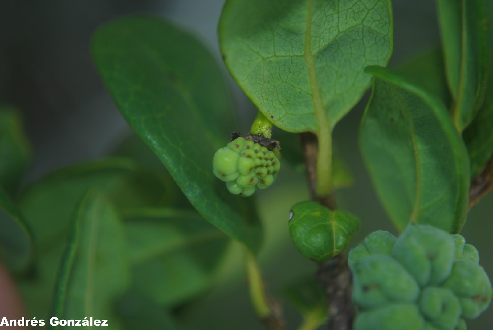 Annona maritima