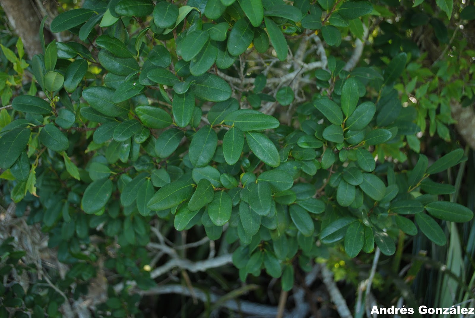 Annona maritima