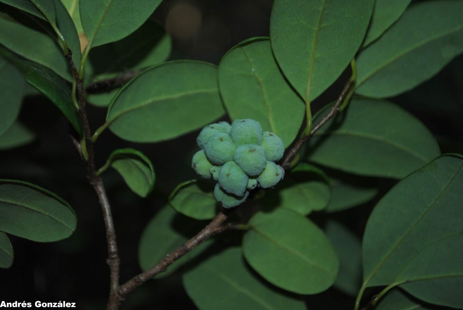 Annona maritima