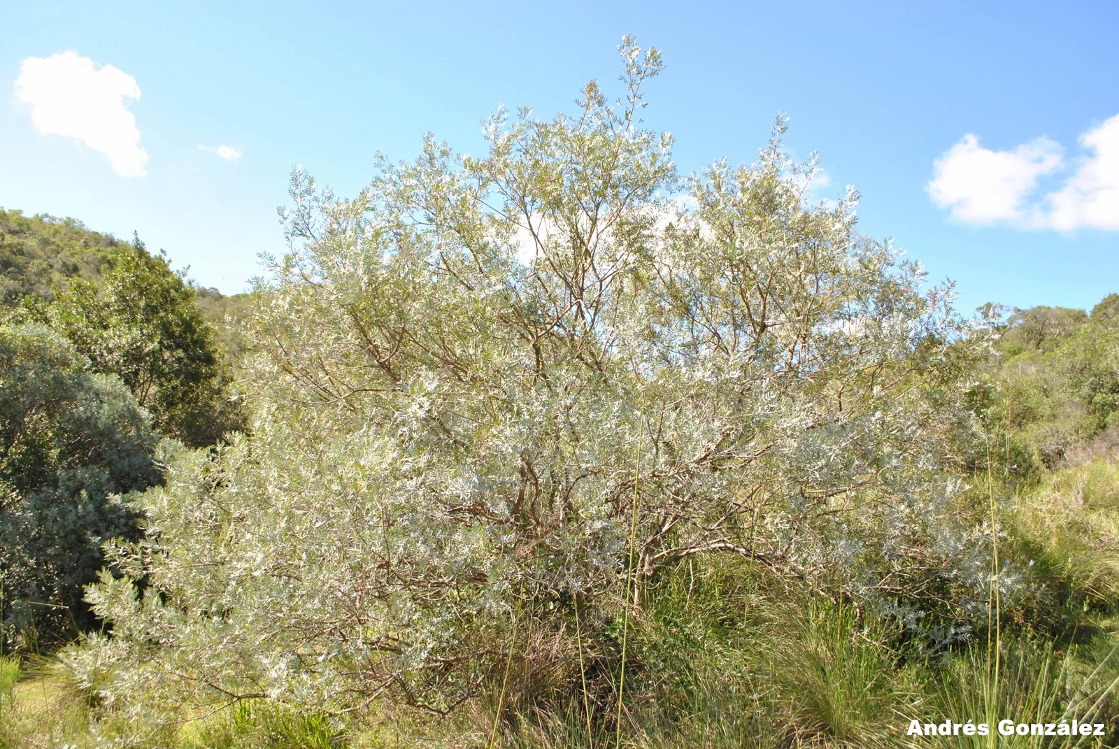 Schinus lentiscifolius