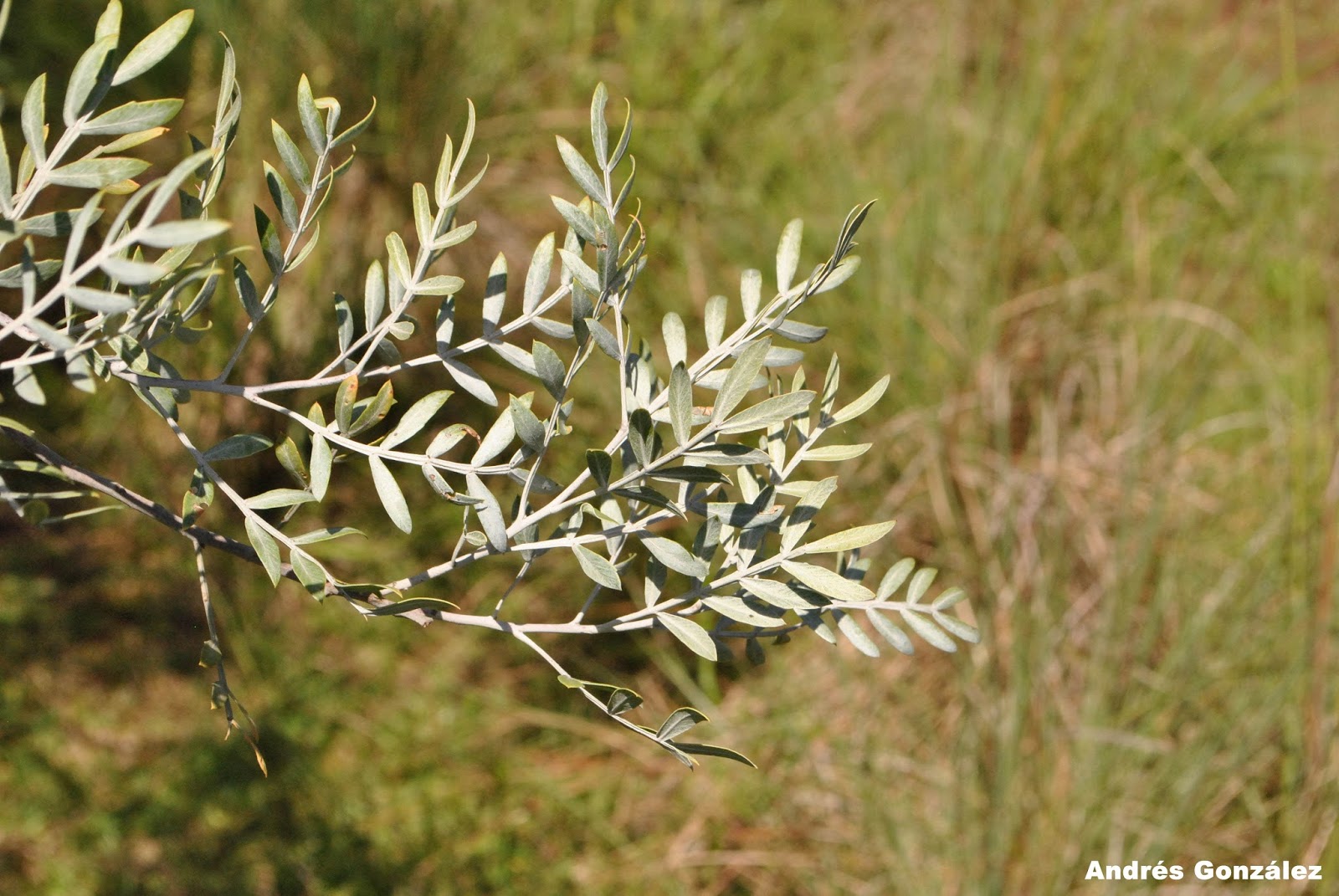 Schinus lentiscifolius