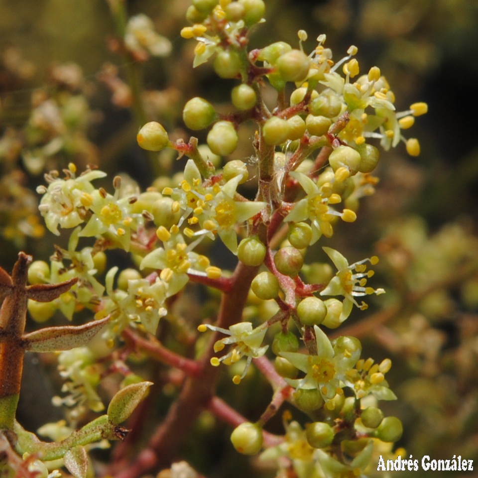 Schinus lentiscifolius