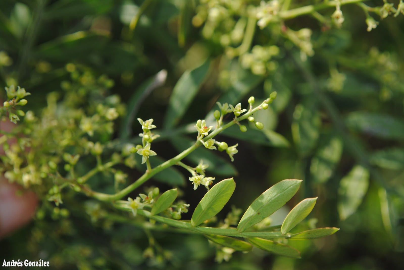 Schinus lentiscifolius