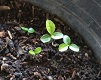 Yerba mate germinando