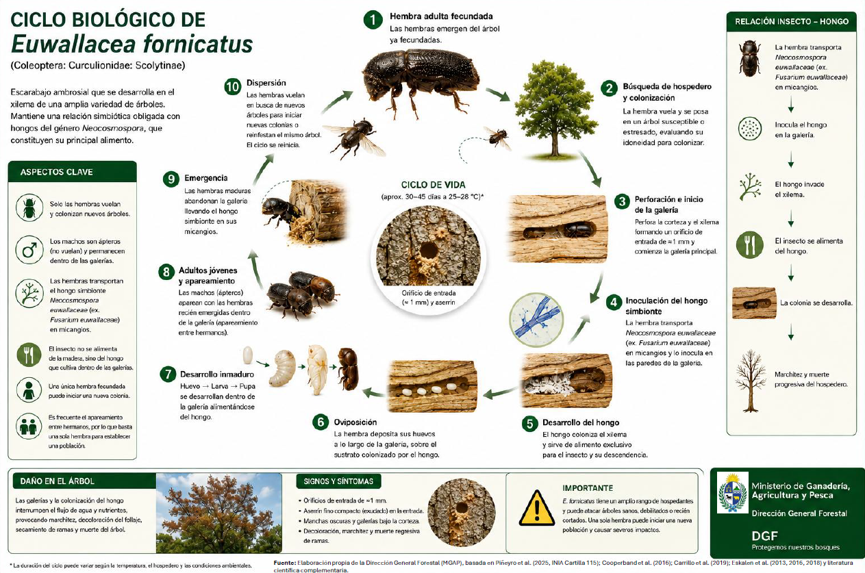 Ciclo