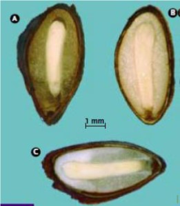 A: semilla sana B: endosperma deteriorado C: endosperma incompleto o deteriorándose