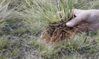 Mesa de Ganadería sobre Campo Natural emitió recomendaciones para el combate de la maleza Capín Annoni en situación de sequía ""