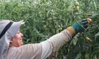 Productores familiares exonerados del fondo corona virus ""