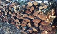 leña bosque natvio leña