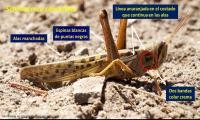SENASA informó que se logró dispersar la manga de langosta en la Provincia de Entre Ríos ""