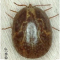 garrapata