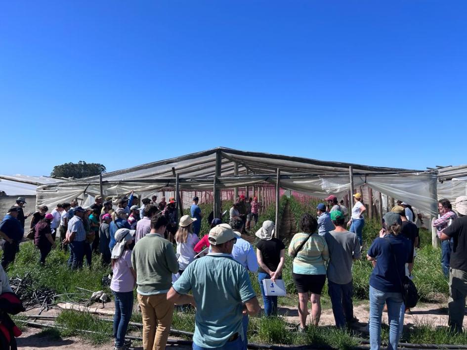 Programa Manejo Regional Hortícola y Fpta 383 