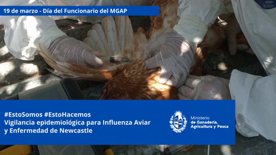 Funcionarios/as del MGAP en plena tarea Funcionarios/as del MGAP en plena tarea