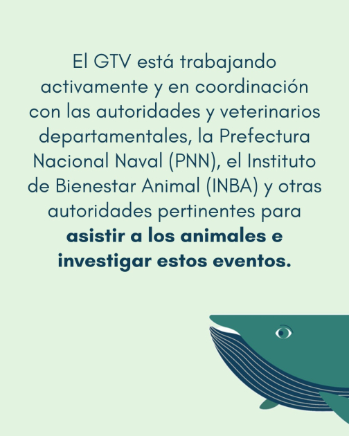 Comunicado: Varamiento de delfines 