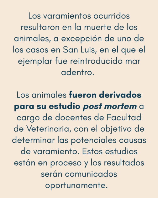 Comunicado: Varamiento de delfines 