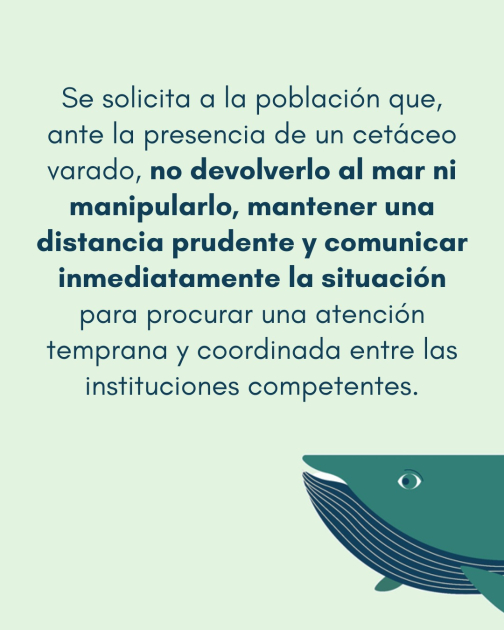Comunicado: Varamiento de delfines 