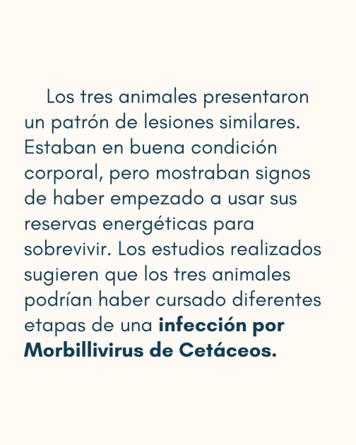 Comunicado: Varamiento de delfines Comunicado: Varamiento de delfines