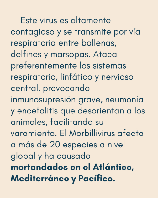 Comunicado: Varamiento de delfines Comunicado: Varamiento de delfines
