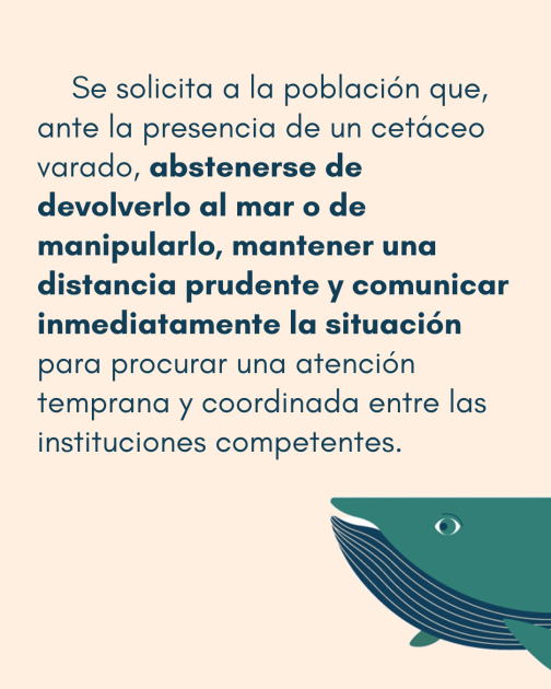 Comunicado: Varamiento de delfines Comunicado: Varamiento de delfines