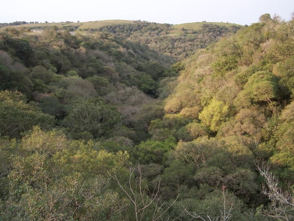 Bosque nativo Bosque nativo
