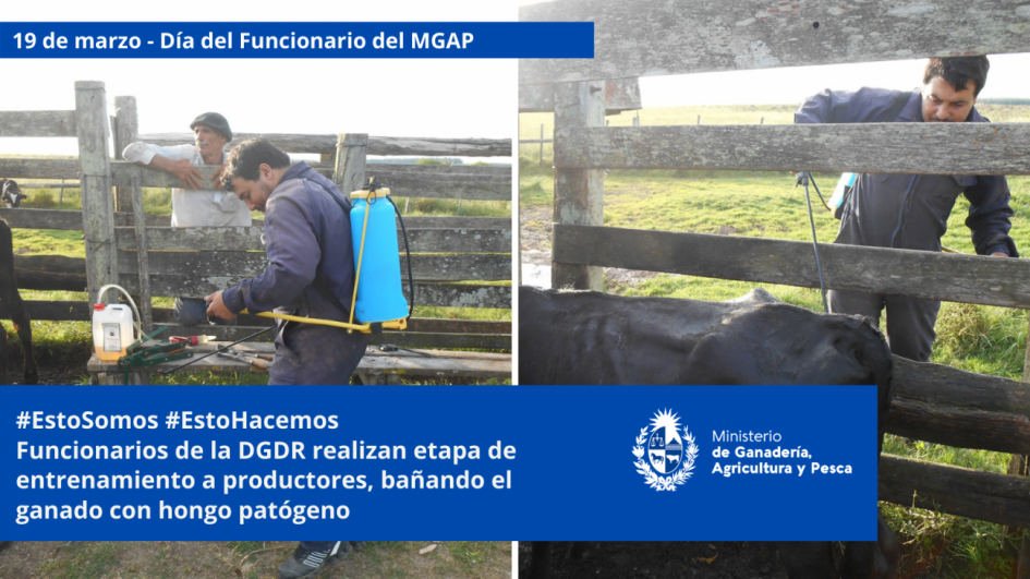 Funcionarios/as del MGAP en plena tarea Funcionarios/as del MGAP en plena tarea