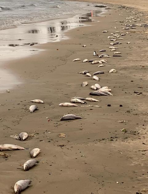 Mortandad de peces Mortandad de peces
