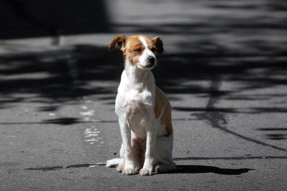 Cachorro Cachorro