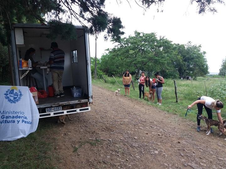 Jornada de castración e identificación canina Jornada de castración e identificación canina