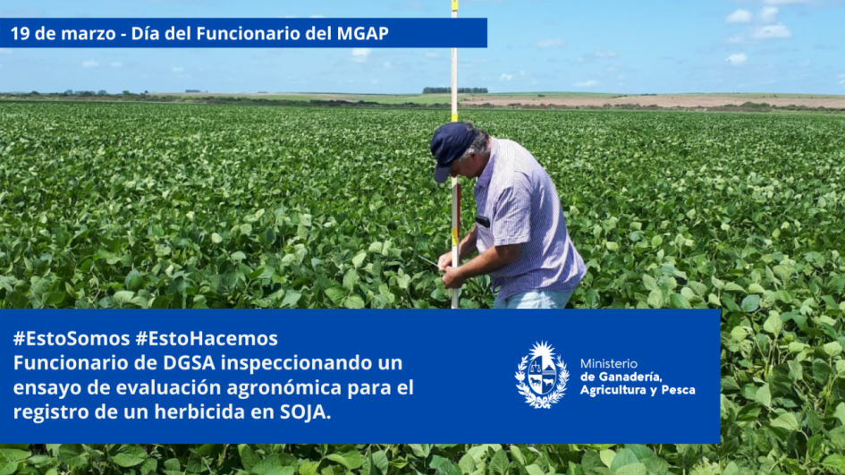 Funcionarios/as del MGAP en plena tarea Funcionarios/as del MGAP en plena tarea