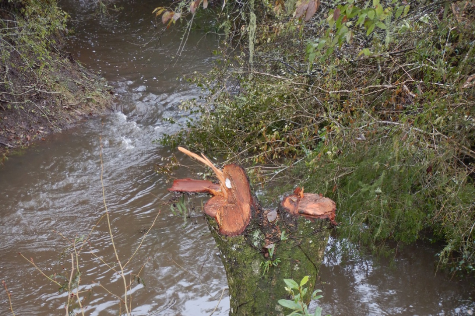 Tala ilegal de bosque nativo