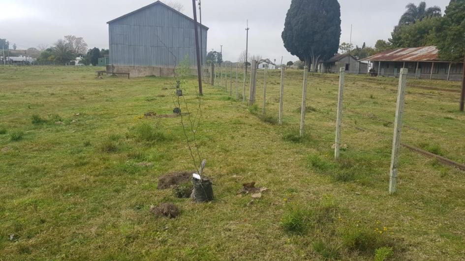 Plantatón Plantatón