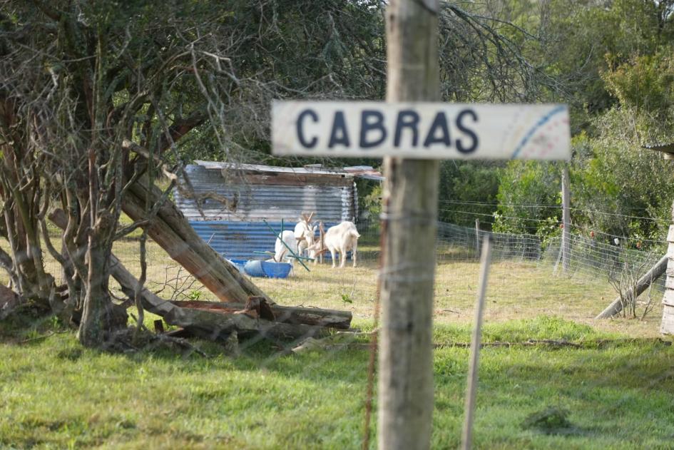 Lavalleja