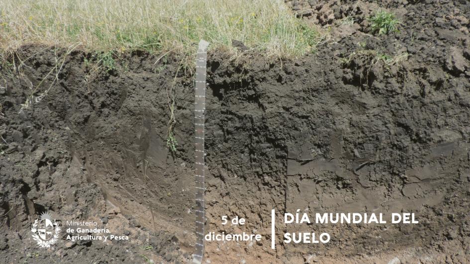 Día Mundial del Suelo Día Mundial del Suelo